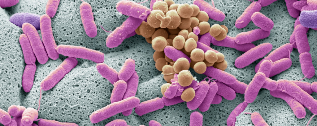 Bactéries probiotiques Lactobacillus au microscope électronique