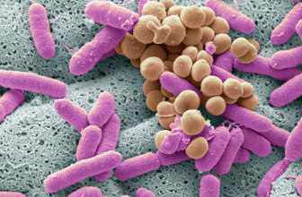 Bactéries au microscope électronique