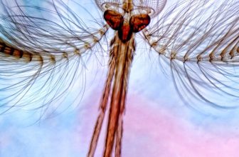 Moustique-microscope-lumiere-polarisee