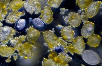 POllen au microscope