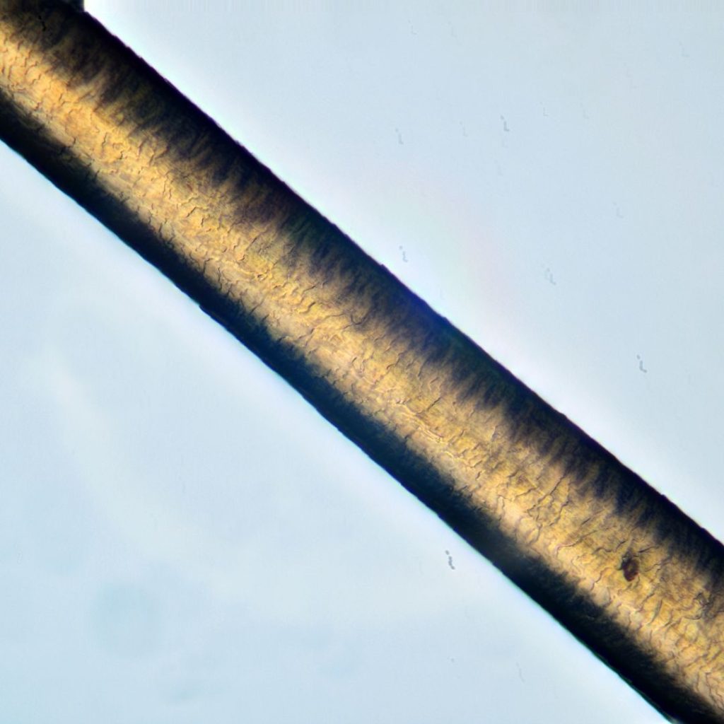 cheveux au microscope