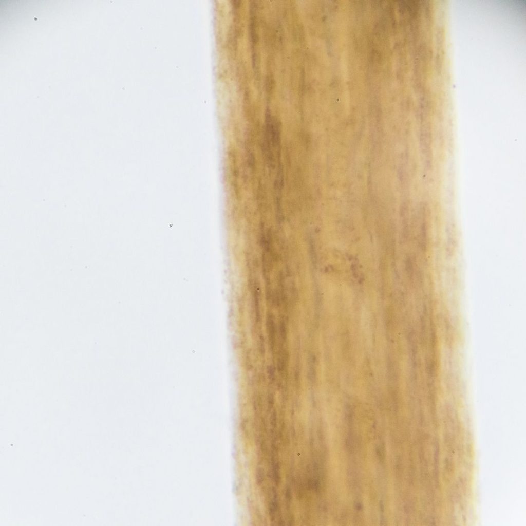 cheveux au microscope