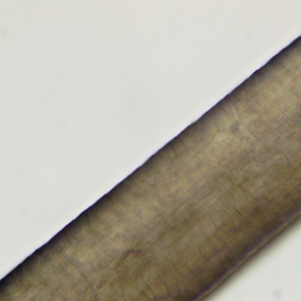 cheveux au microscope