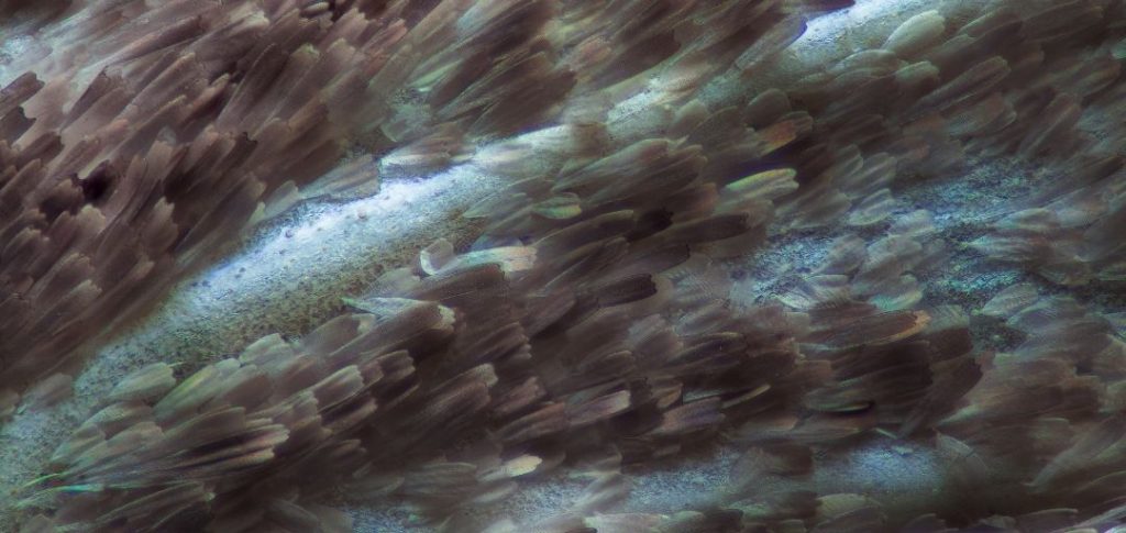 Aile de papillon au microscope