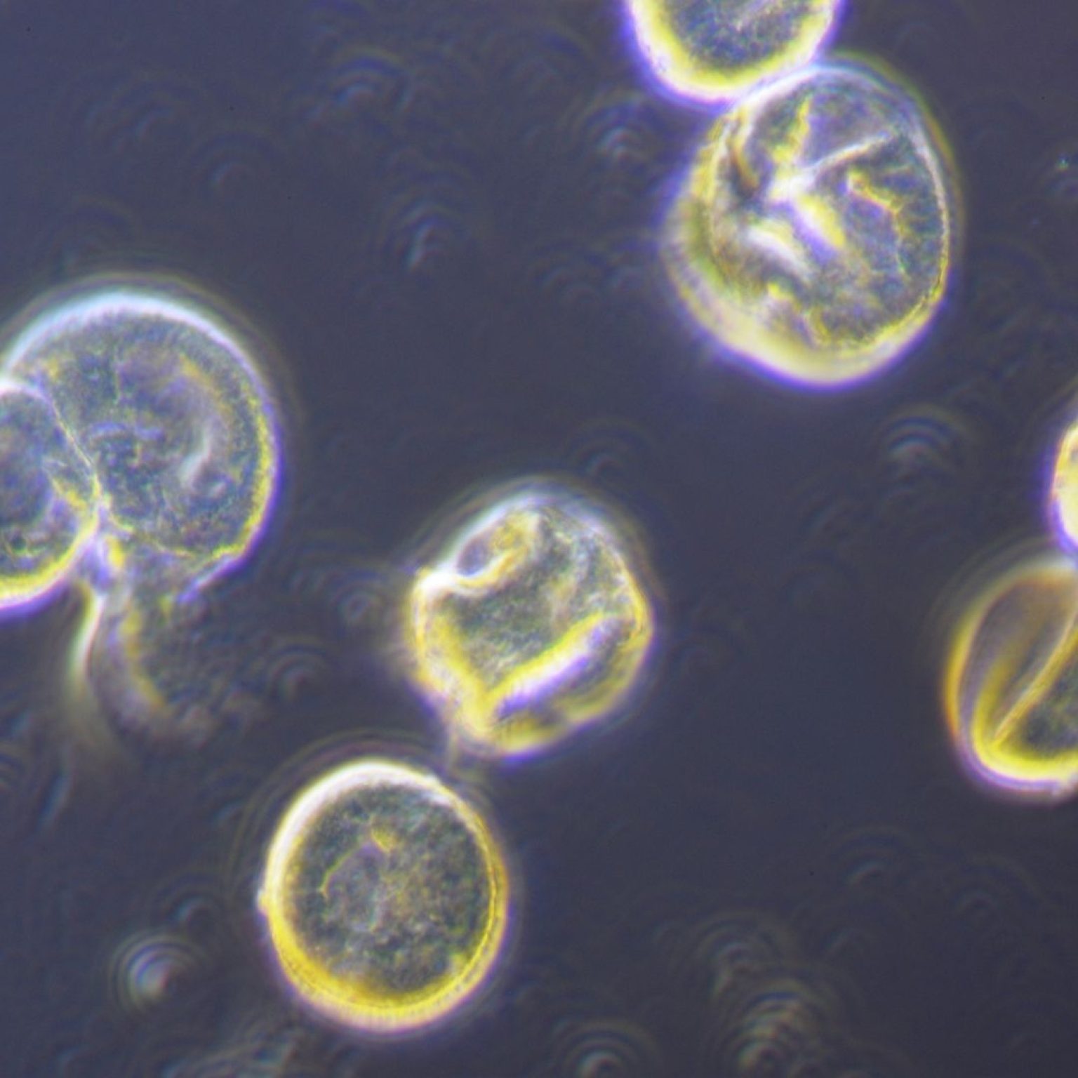Microscope à Contraste de Phase Meilleurs Microscopes — free download
