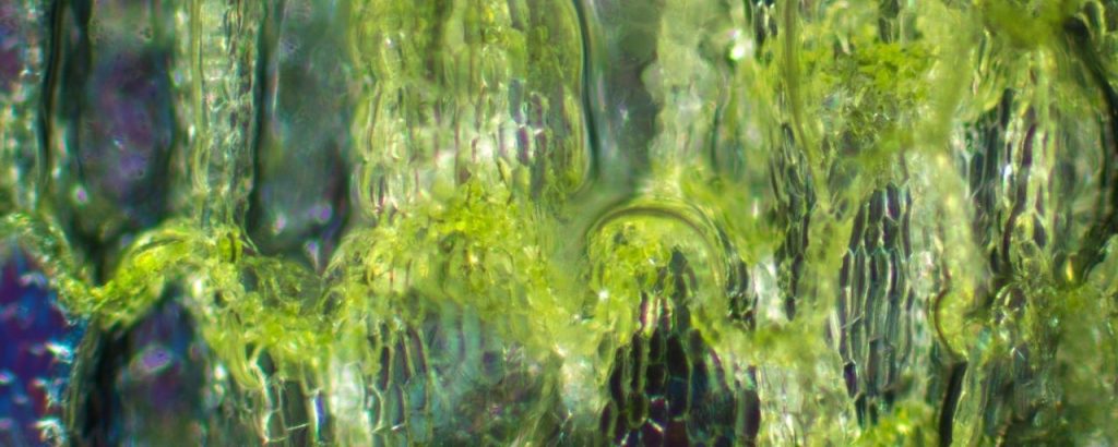 feuille de chou au microscope