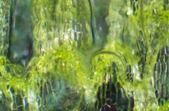 feuille de chou au microscope