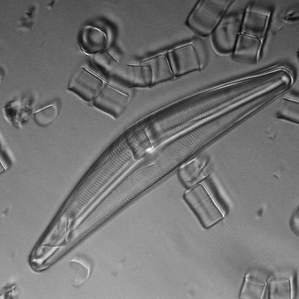 Les diatomées au microscope