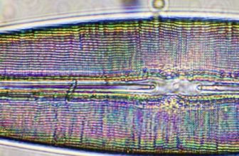 Diatomée au microscopeDiatomée au microscope