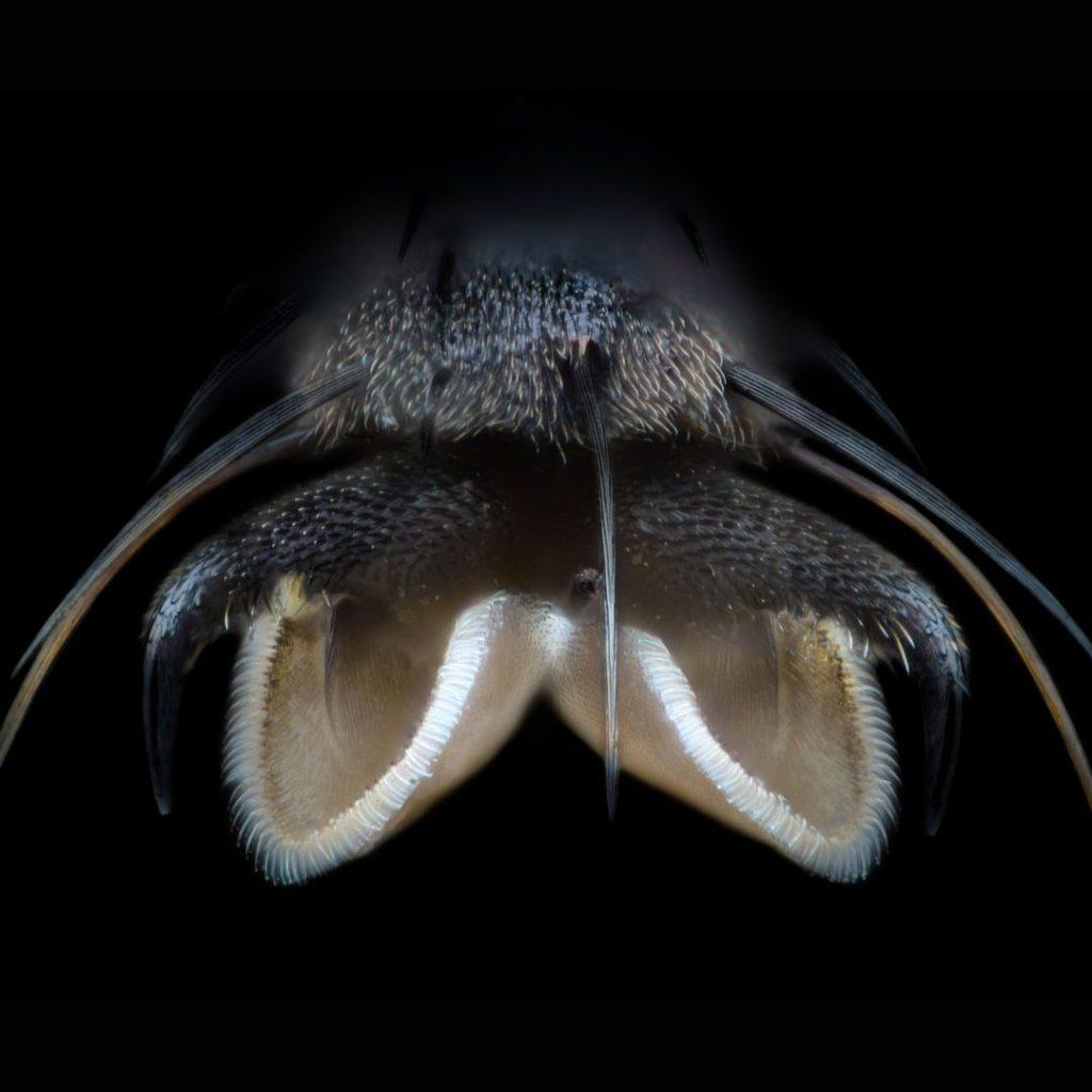 Patte de mouche x50 au microscope