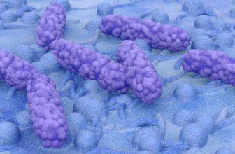 Bacterie e coli under microscope