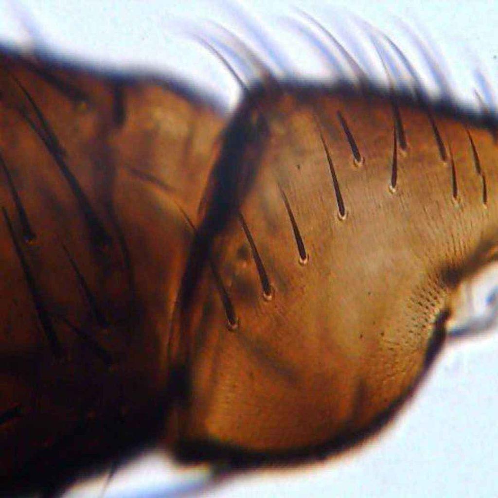 L’attribut alt de cette image est vide, son nom de fichier est Biolux1-1024x1024.jpg.