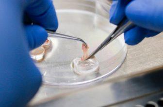 dissection under microscope