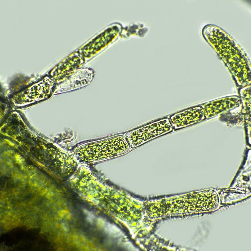 Microrganismes au microscope