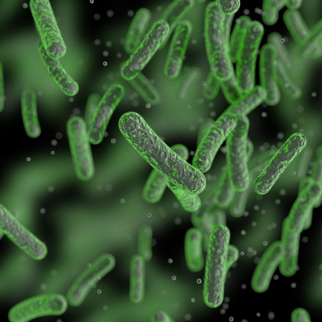 Bactéries au microscope