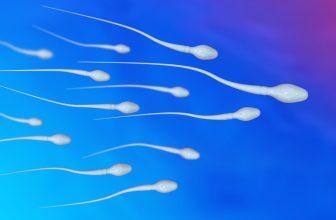 sperme-microscope-illustration
