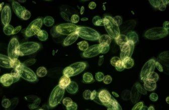 Trainement d'image au microscope