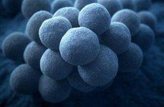 Microscopie Cryo-Électronique