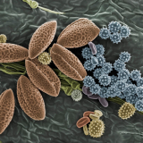 Microscope Electronique