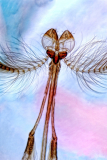 Moustique au microscope