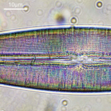Comment observer les diatomées ?