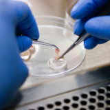 La dissection au microscope