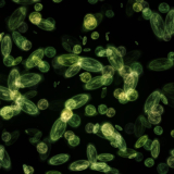Le traitement d&rsquo;images en microscopie : une étape cruciale pour obtenir des résultats précis
